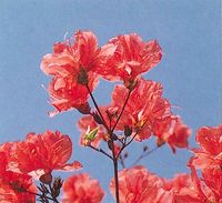 市の花 ツツジ