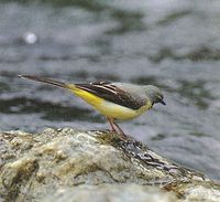 市の鳥 キセキレイ
