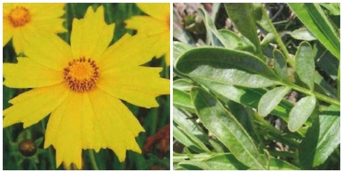 オオキンケイギクの花と葉